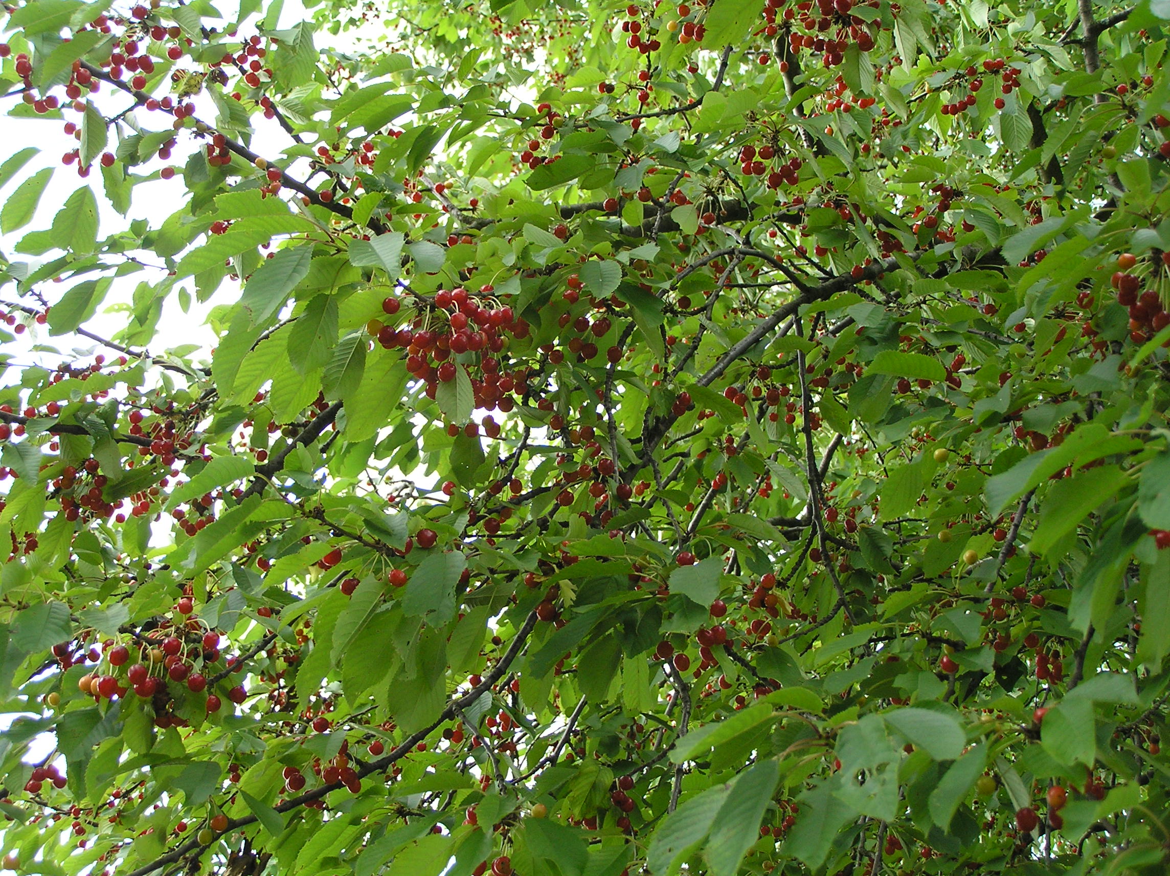 P7070010.JPG
